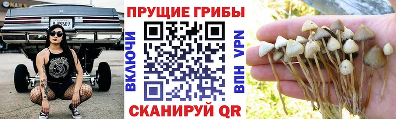 Галлюциногенные грибы ЛСД  Катайск 